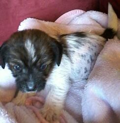 China Jack Puppy for sale in MELROSE, IA, USA