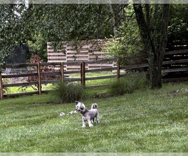 Medium Photo #4 Mutt Puppy For Sale in Erie, MI, USA
