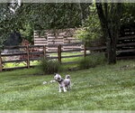 Small #3 Mutt