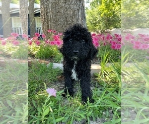 Poodle (Standard) Puppy for sale in WYLIE, TX, USA