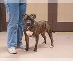 Small #15 American Staffordshire Terrier Mix