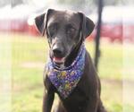 Small Labrador Retriever