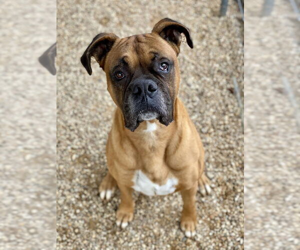 Medium Photo #5 Boxer Puppy For Sale in Austin, TX, USA