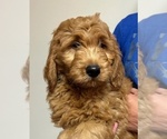 Puppy Puppy 8 Goldendoodle (Miniature)