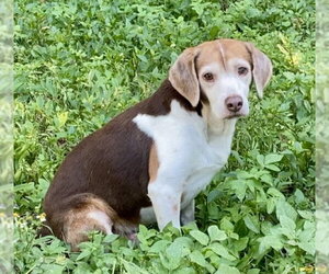 Coco Bean - Male Beagle Dog for Adoption - Photo #2