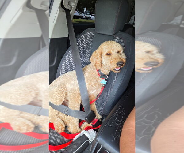 Medium Photo #1 Goldendoodle Puppy For Sale in SPANISH FORK, UT, USA