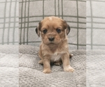 Small Photo #19 Puggle-Shih Tzu Mix Puppy For Sale in NEW YORK MILLS, MN, USA