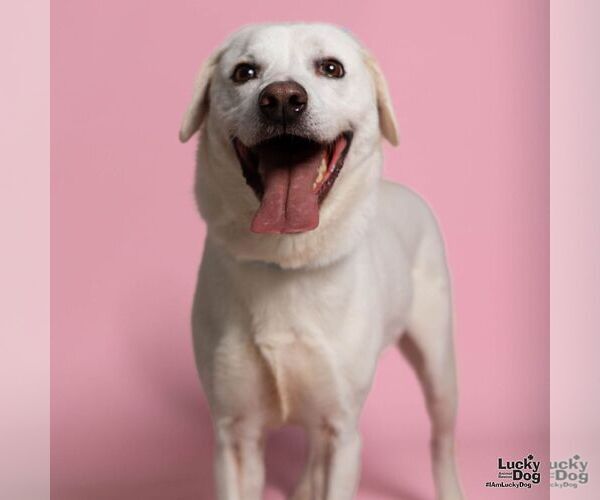 Medium Photo #1 Labrador Retriever-Whippet Mix Puppy For Sale in Washington, DC, USA