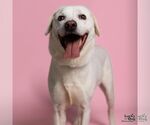 Small Labrador Retriever-Whippet Mix