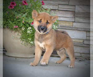Shiba Inu Puppy for sale in CANTON, SD, USA