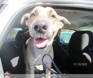 Shepradors Dogs for adoption in Ocala, FL, USA