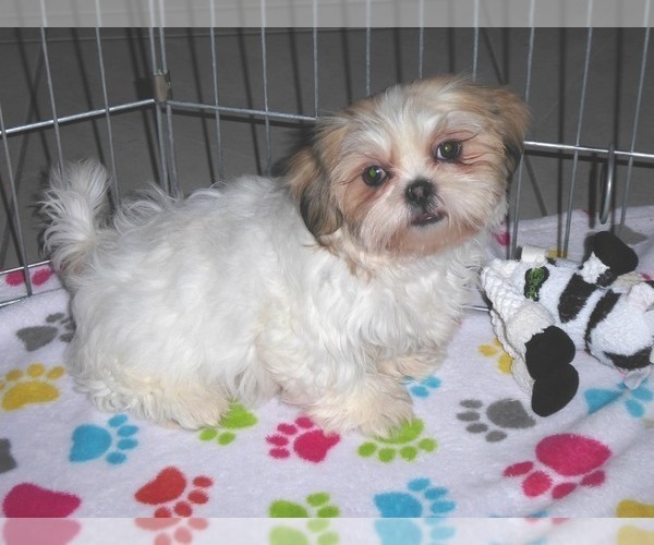 Medium Photo #1 Shih Tzu Puppy For Sale in ORO VALLEY, AZ, USA