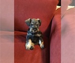 Small Photo #1 Schnauzer (Miniature) Puppy For Sale in MOORE, OK, USA
