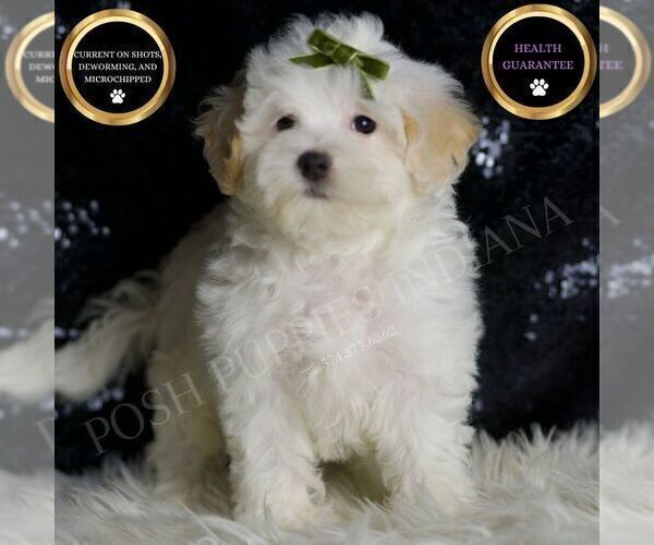 Medium Photo #78 Maltipoo (Miniature) Puppy For Sale in WARSAW, IN, USA