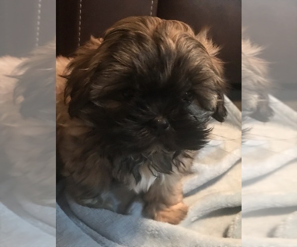 Medium Photo #1 Shih Tzu Puppy For Sale in RALEIGH, NC, USA