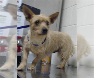 Chihuahua Dogs for adoption in Fayetteville, NC, USA