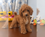 Havapoo puppies - Male Havapoo Puppy for Sale - Photo #18