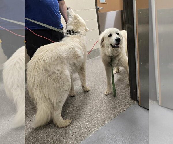 Medium Photo #2 Great Pyrenees Puppy For Sale in Croydon, NH, USA