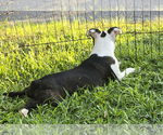 Small #4 Boston Terrier
