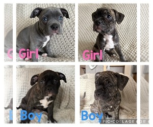 American Staffordshire Terrier-Boston Terrier Mix Puppy for sale in SOUTH HILL, WA, USA