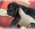 Puppy 4 French Bulldog