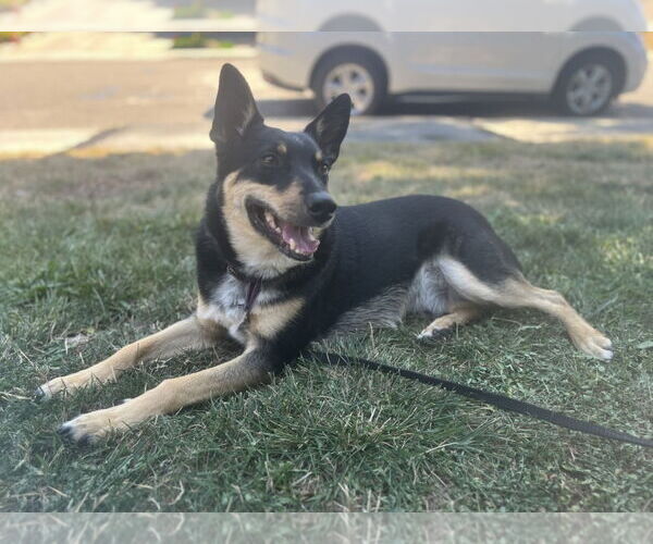 Medium Photo #2 Australian Kelpie-Unknown Mix Puppy For Sale in Milpitas, CA, USA
