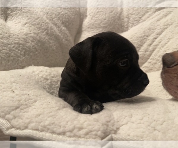 Medium Photo #60 American Bully Puppy For Sale in REESEVILLE, WI, USA