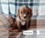 Small #4 Cavalier King Charles Spaniel
