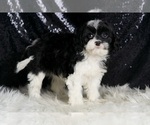 Small Photo #78 Cavapoo Puppy For Sale in WARSAW, IN, USA