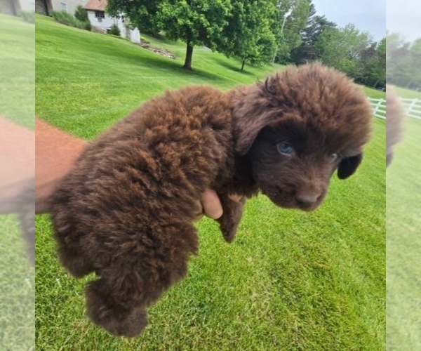 Medium Photo #2 Newfoundland Puppy For Sale in NEW HOLLAND, PA, USA