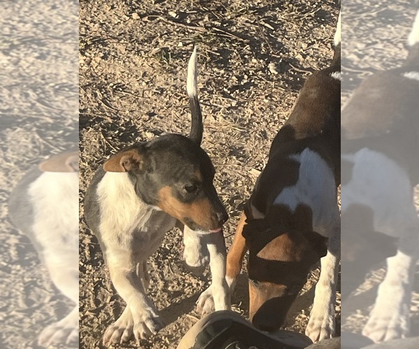 Medium Photo #11 Rat Terrier Puppy For Sale in DORA, MO, USA