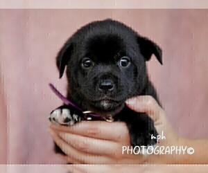 Jug-Shiba Inu Mix Dog for Adoption in LIBERTY, Kentucky USA