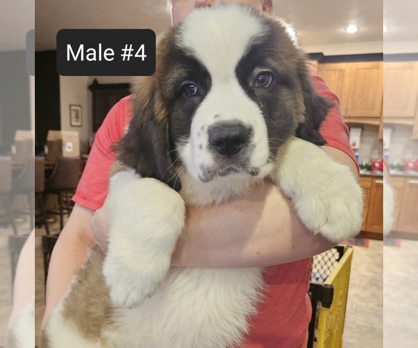 Medium Photo #1 Saint Bernard Puppy For Sale in BERESFORD, SD, USA