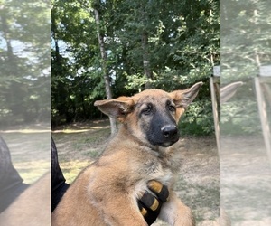 German Shepherd Dog Puppy for sale in MOSCOW, TN, USA