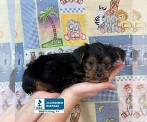 Yorkshire Terrier Puppy for sale in WINNSBORO, LA, USA