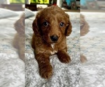 Small Photo #3 Goldendoodle (Miniature) Puppy For Sale in PENSACOLA, FL, USA