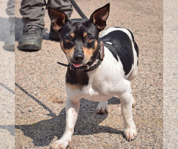Medium Photo #3 Jack Chi Puppy For Sale in Huntley, IL, USA