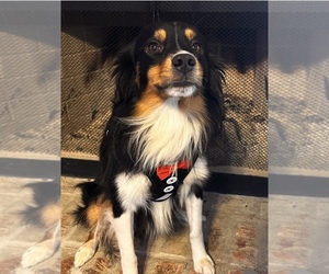 Father of the Australian Shepherd puppies born on 04/07/2025