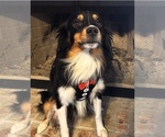 Small Photo #1 Australian Shepherd Puppy For Sale in BUSH, LA, USA