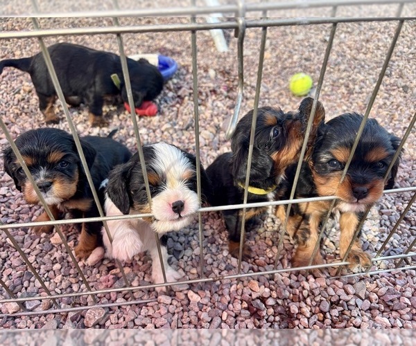 Medium Photo #1 Cavalier King Charles Spaniel Puppy For Sale in ORO VALLEY, AZ, USA