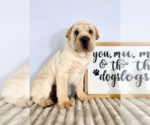 Cocker-Pei Puppy for sale in GREENFIELD, IN, USA