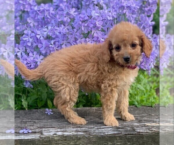 Medium Photo #3 Goldendoodle-Poodle (Miniature) Mix Puppy For Sale in NEWPORT, PA, USA