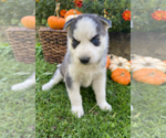 Small Photo #13 Siberian Husky Puppy For Sale in EAST HERKIMER, NY, USA
