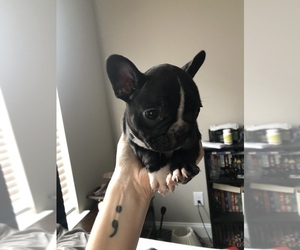 French Bulldog Puppy for sale in FORT MITCHELL, AL, USA