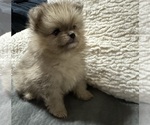 Puppy Joey Pomeranian