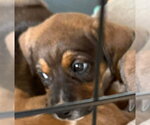 Small #3 Beagle Mix