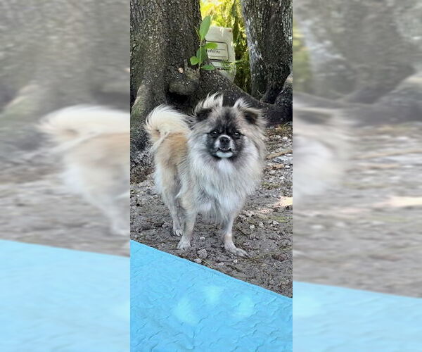 Medium Photo #3 Pominese Puppy For Sale in Weston, FL, USA