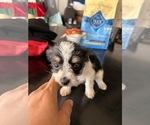 Small #1 Jack Russell Terrier-Maltipoo Mix