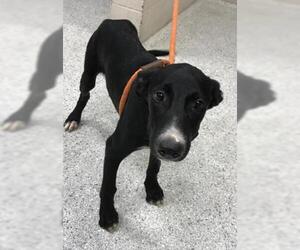Greyhound-Unknown Mix Dogs for adoption in Conroe, TX, USA