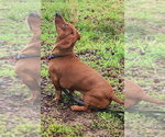 Small Photo #4 Dachshund Puppy For Sale in Shelbyville, TN, USA
